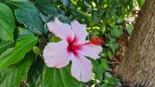 2024-01-GranCan-Jardin_de_la_Marquesa-042.jpg
